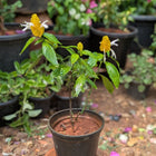 Yellow Lollipop Plant