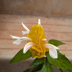 Yellow Lollipop Plant
