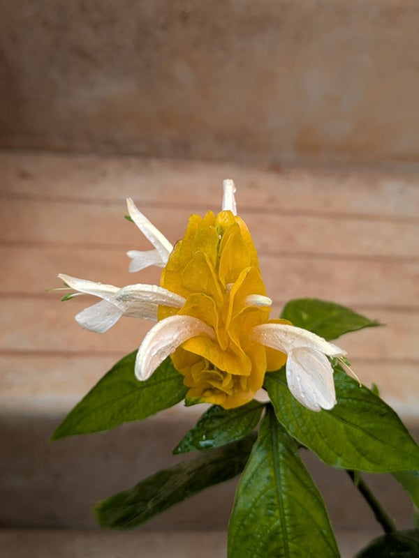 Yellow Lollipop Plant