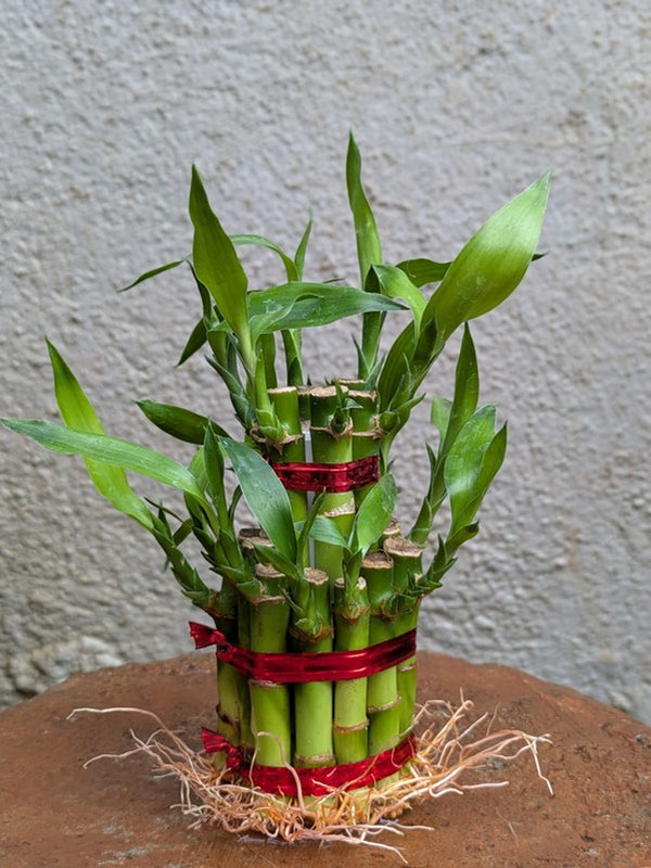 2 Layer Lucky Bamboo