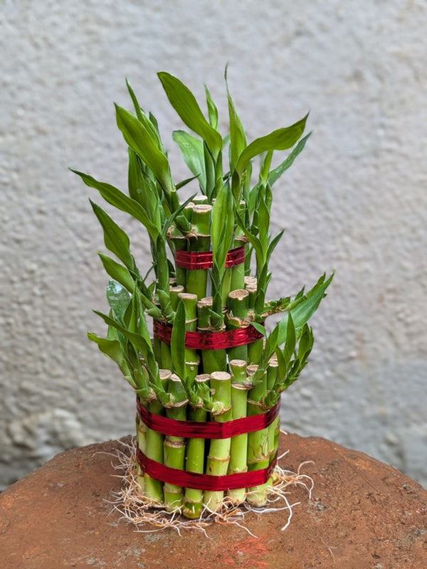 3 Layer Lucky Bamboo