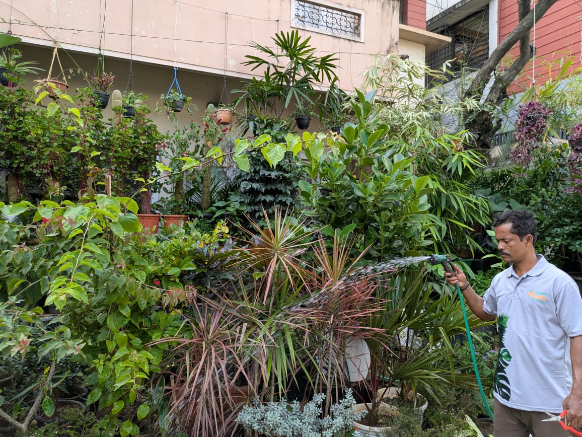 Garden Maintenance