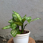 Aglonema Green