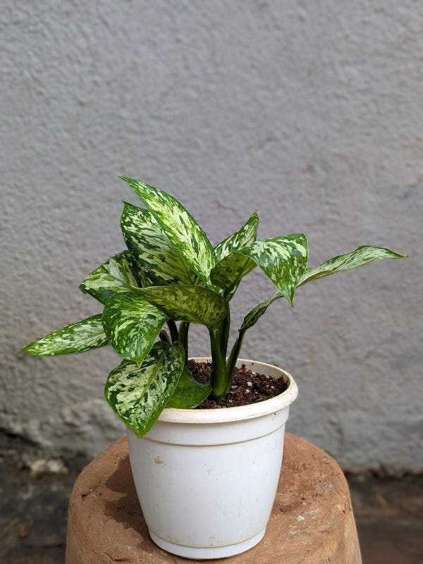 Aglonema Green
