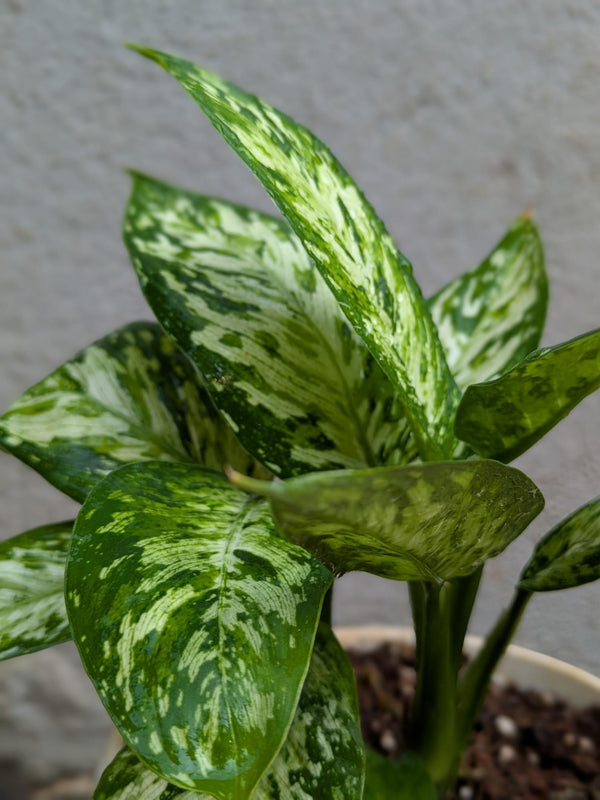 Aglonema Green