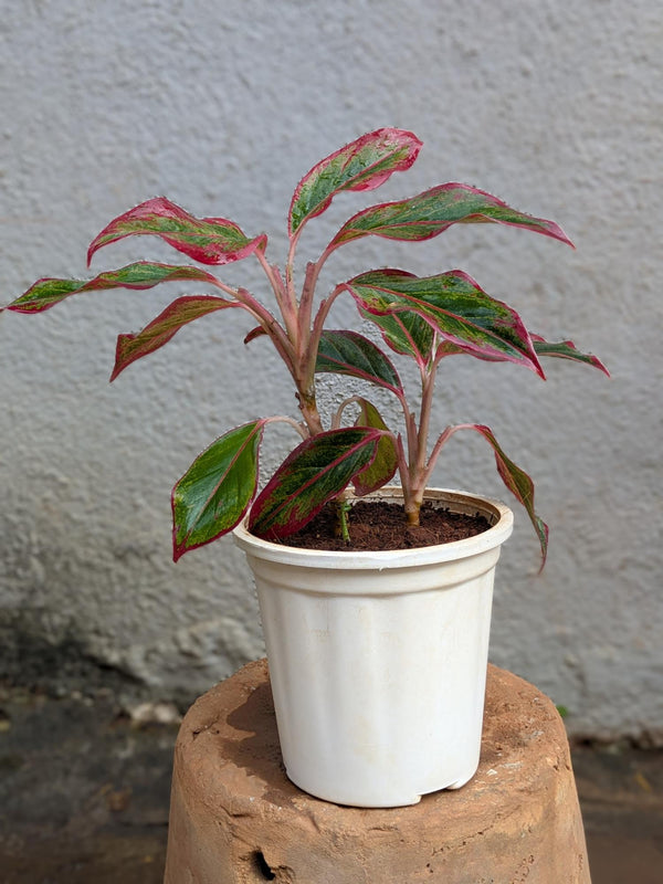 Aglaonema Lipstick