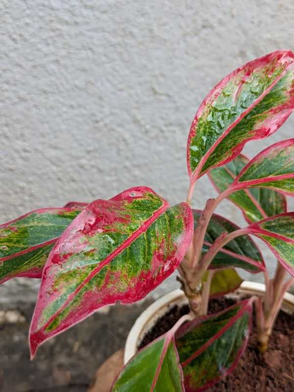 Aglaonema Lipstick