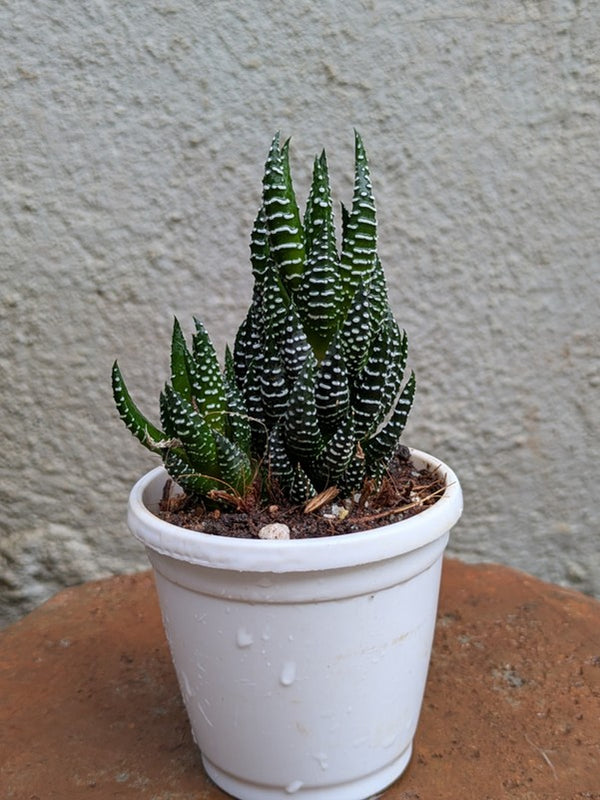 Striped Aloe Succulent