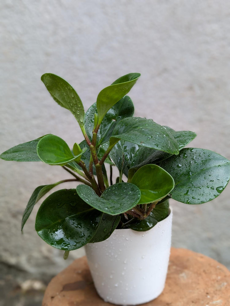 Baby Rubber Plant