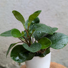 Baby Rubber Plant