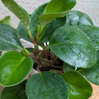 Baby Rubber Plant