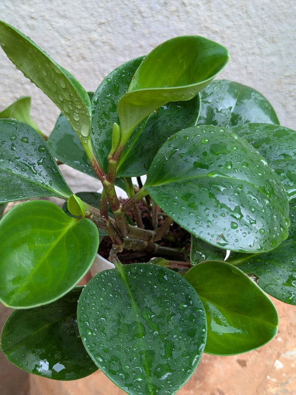 Baby Rubber Plant