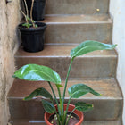 Bird of Paradise