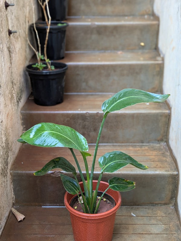 Bird of Paradise