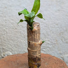 Brazilian Wood Plant