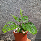 Monstera Broken Heart
