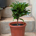 Dracaena Compacta