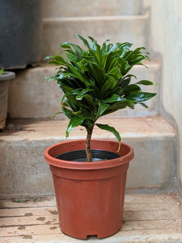 Dracaena Compacta
