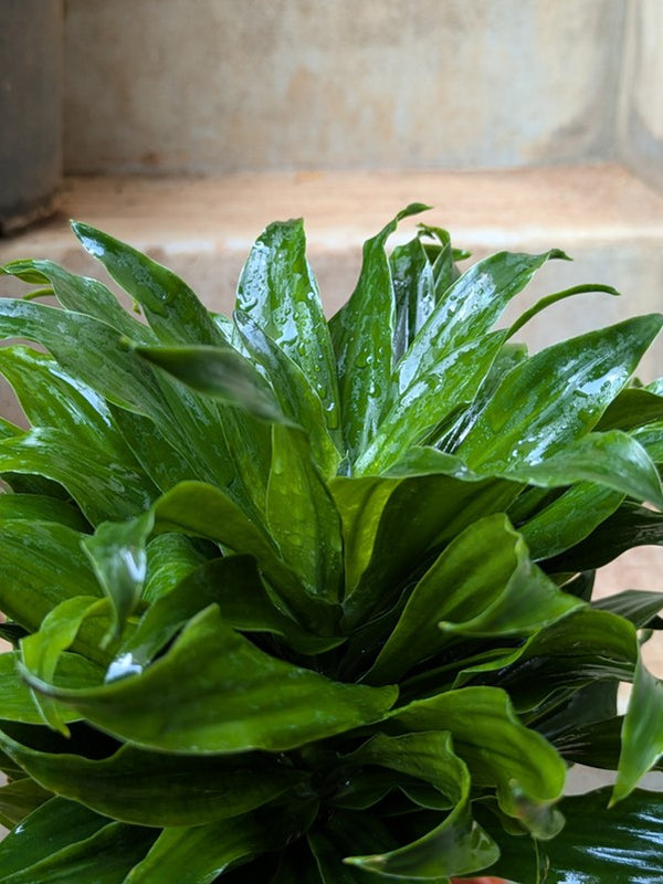 Dracaena Compacta
