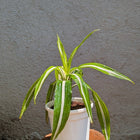 Dracaena Lemon Lime