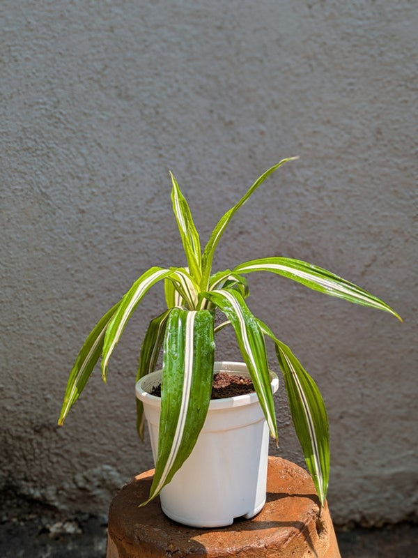 Dracaena Lemon Lime