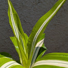 Dracaena Lemon Lime
