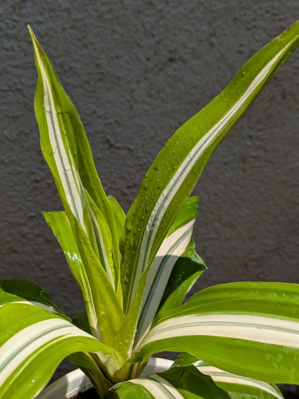 Dracaena Lemon Lime