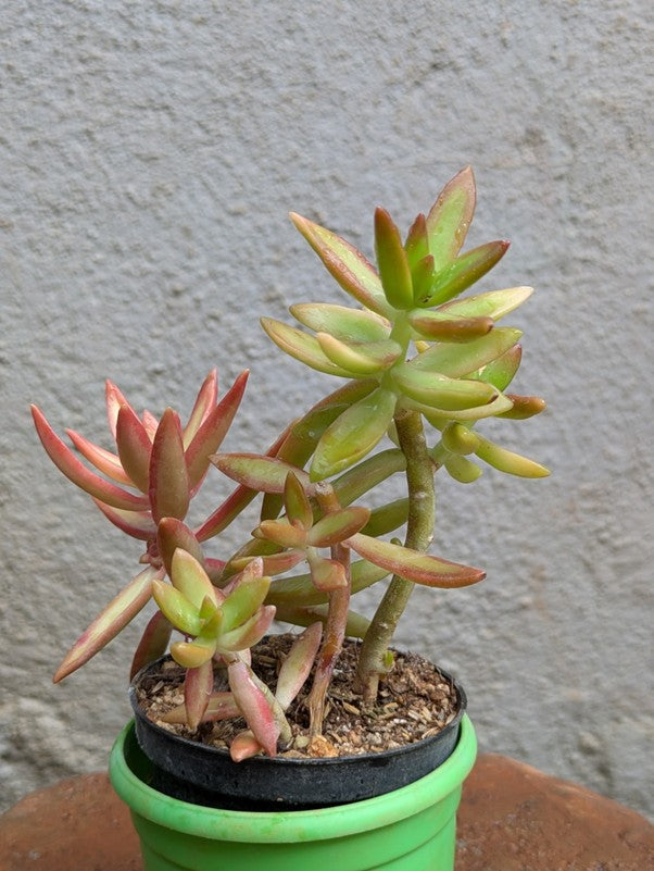 Echeviera