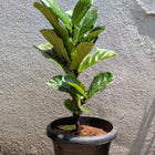 Fiddle Leaf