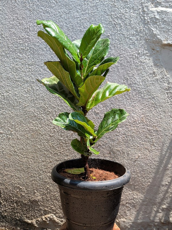 Fiddle Leaf