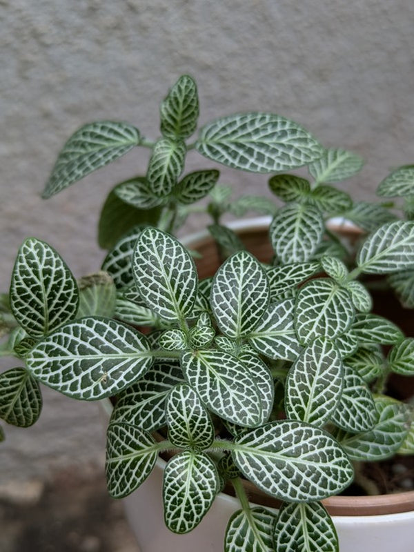 Fittonia