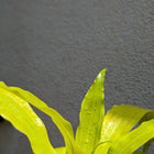 Golden Dracaena