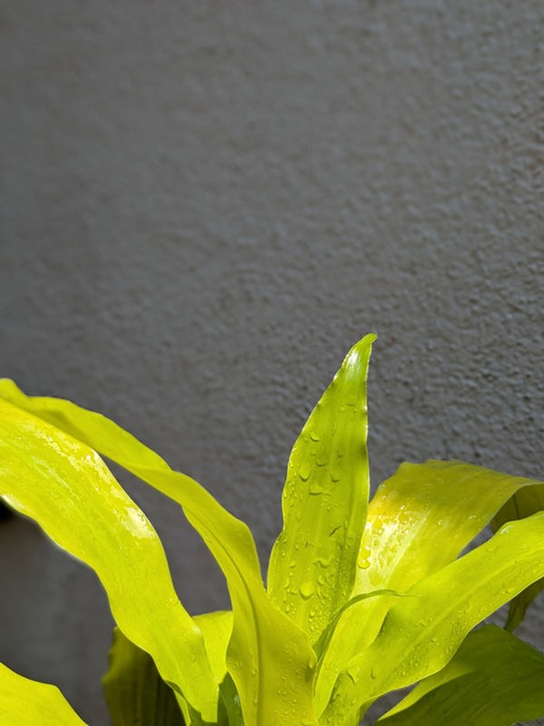 Golden Dracaena
