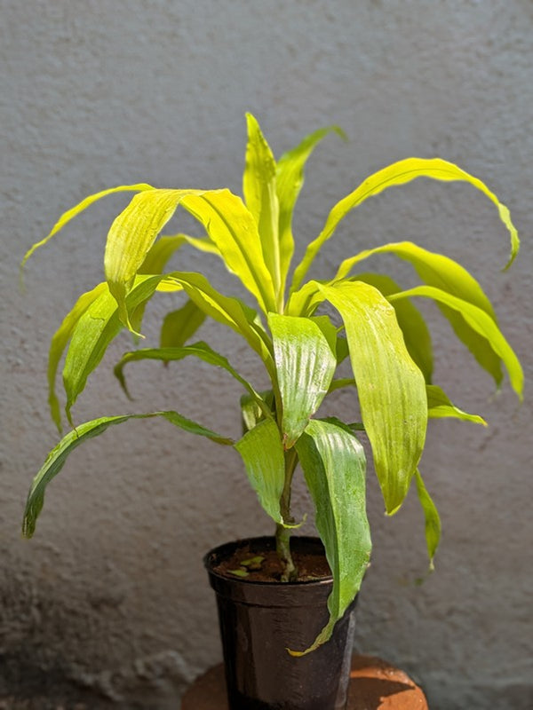 Golden Dracaena