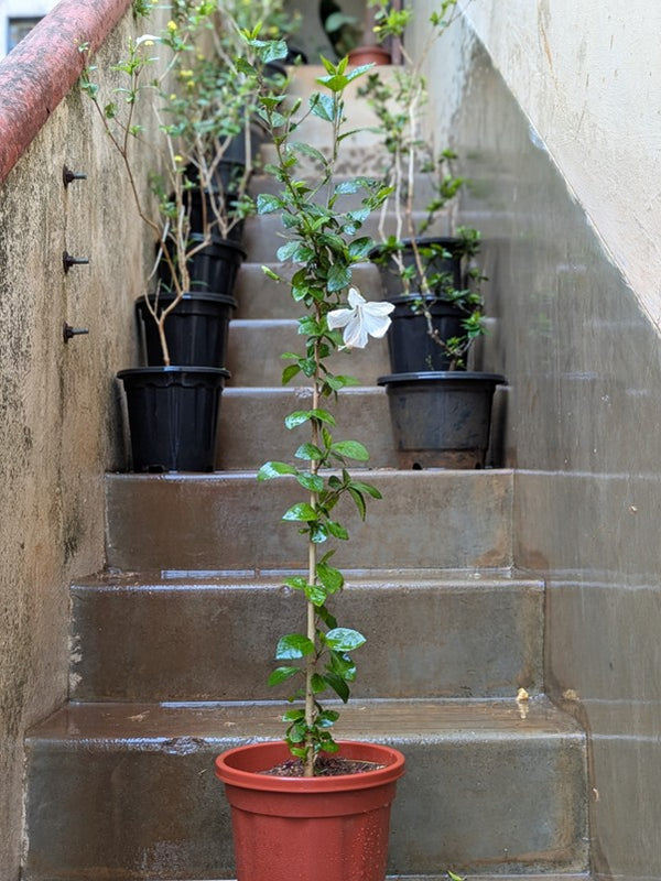 Hibiscus Flower Plant