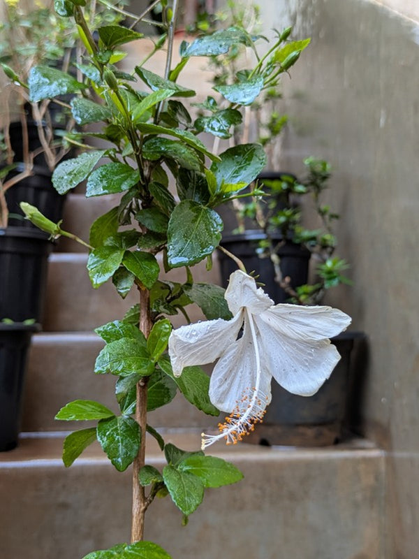 Hibiscus Flower Plant