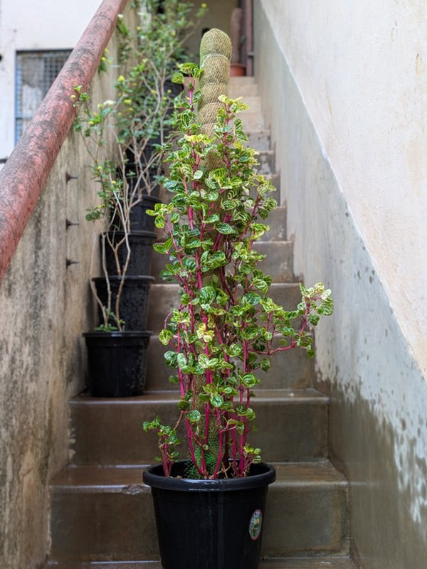 Iresine Pink (Green)