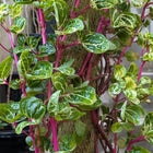 Iresine Pink (Green)