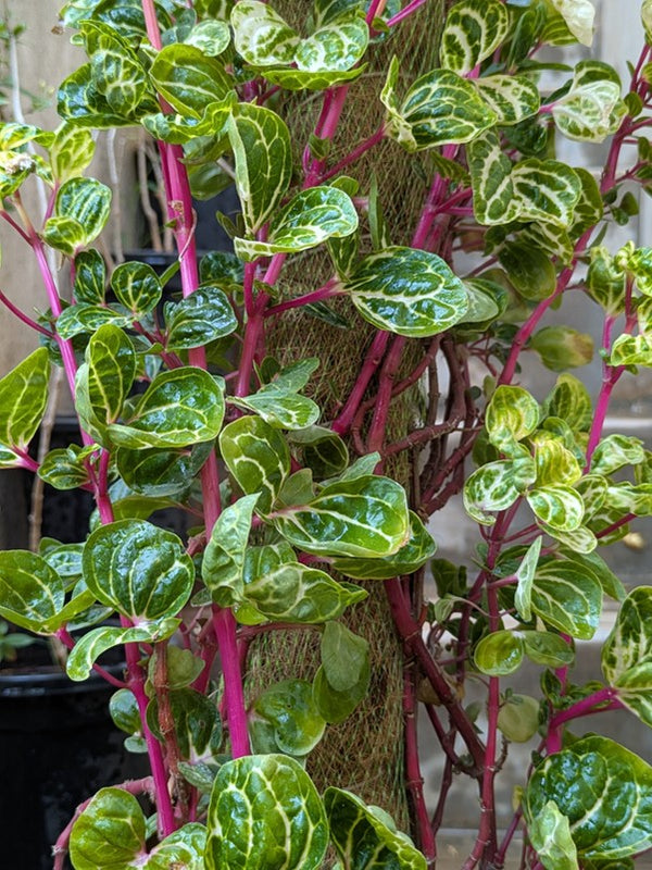 Iresine Pink (Green)