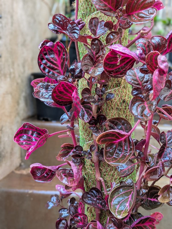 Iresine Pink (Pink)