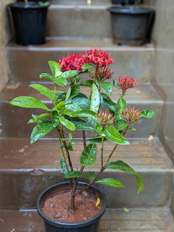 Ixora Flower Plant