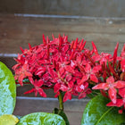 Ixora Flower Plant