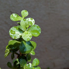 Jade Plant