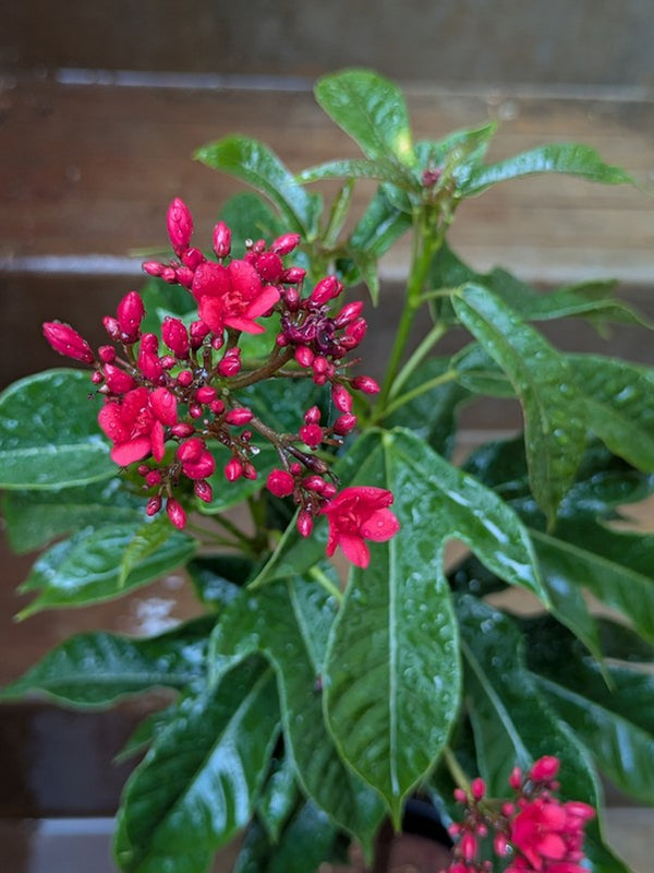 Jetropha Flower Plant