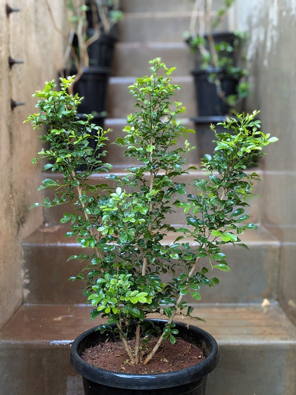 Kamini Plant