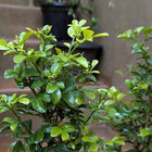 Kamini Plant