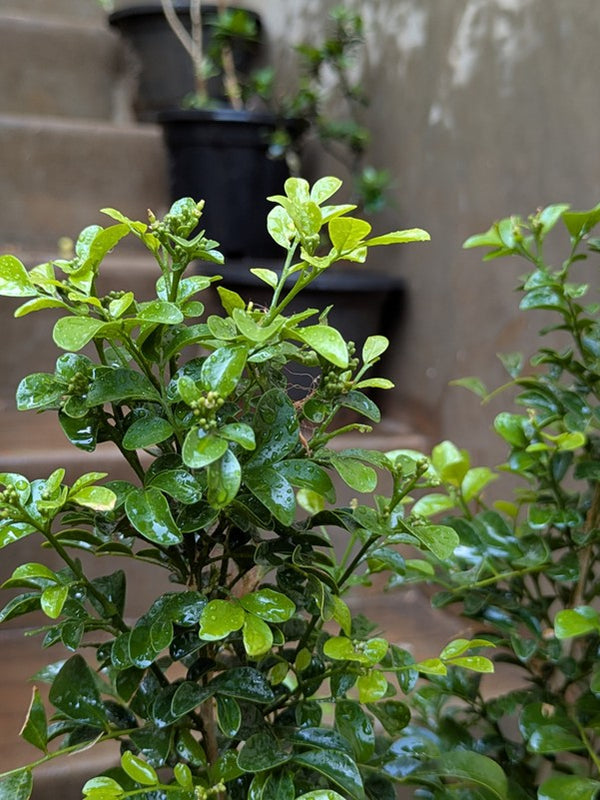 Kamini Plant