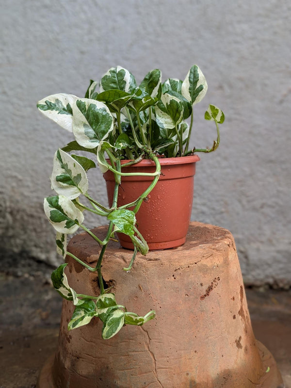 Marble Pothos (Money Plant)