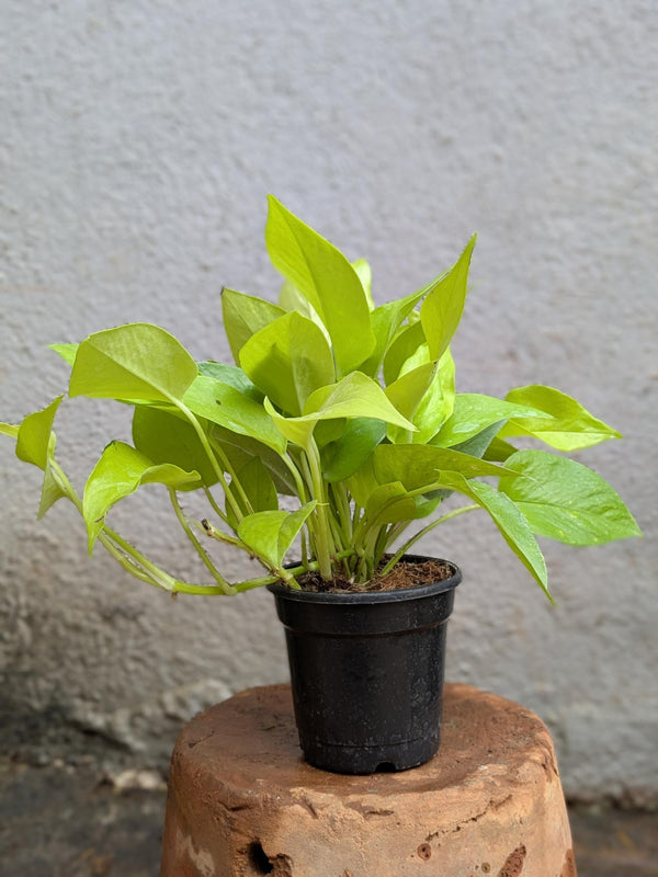 Neon Pothos (Money Plant)