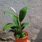 Peace Lily